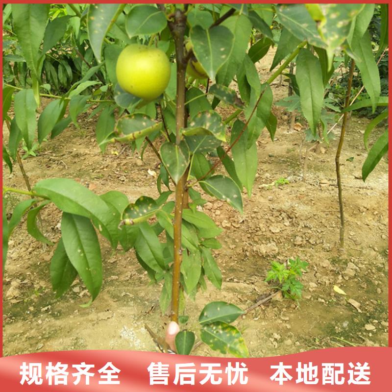 三红梨树苗现挖苗现发货打造好品质