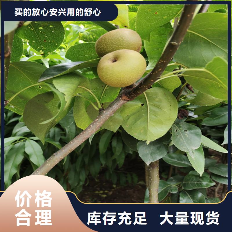 彩虹梨树苗一亩地多少棵订制批发