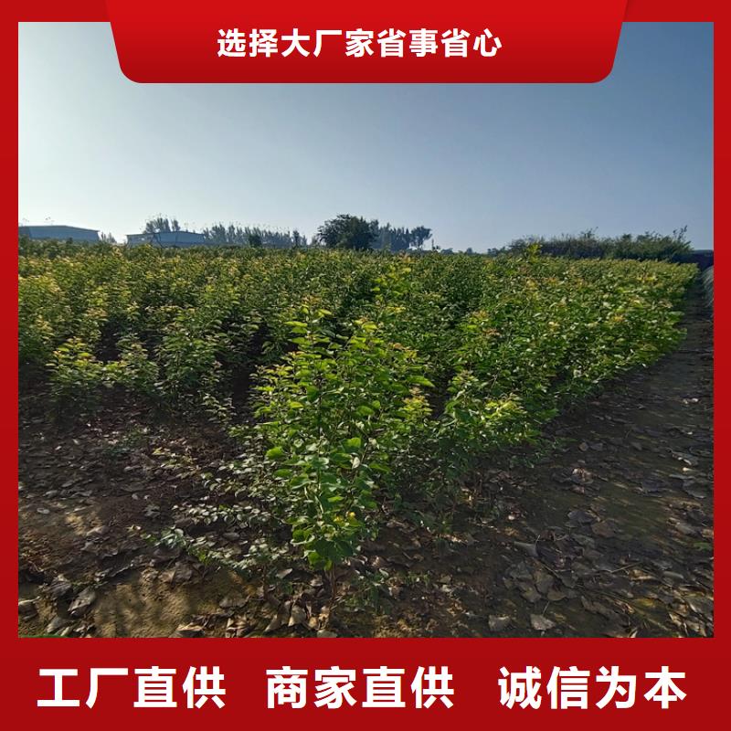 彩虹梨树苗量多优惠当地品牌