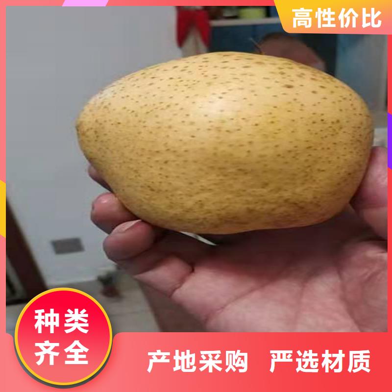红梨树苗价格质量优价格低