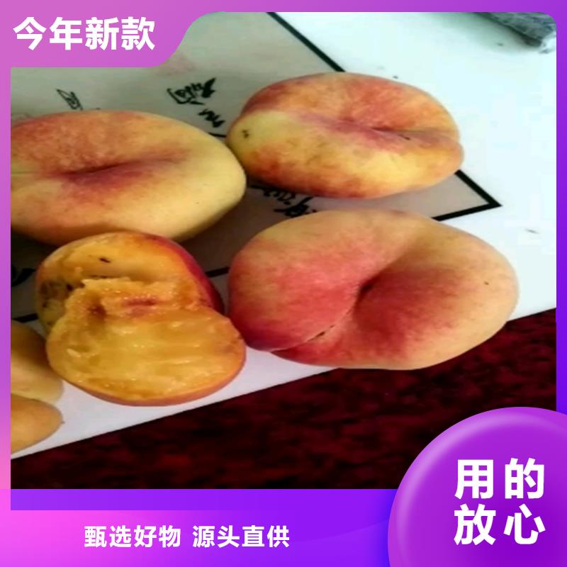 大棚用桃苗根系发达/轩园园艺场同城公司