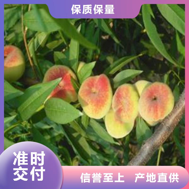 红叶冬桃树苗育苗基地/轩园园艺场同城品牌