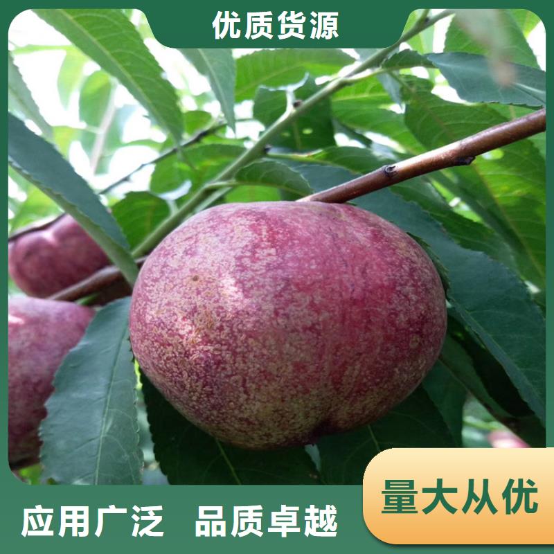 嫁接桃苗现挖苗现发货/轩园园艺场讲信誉保质量
