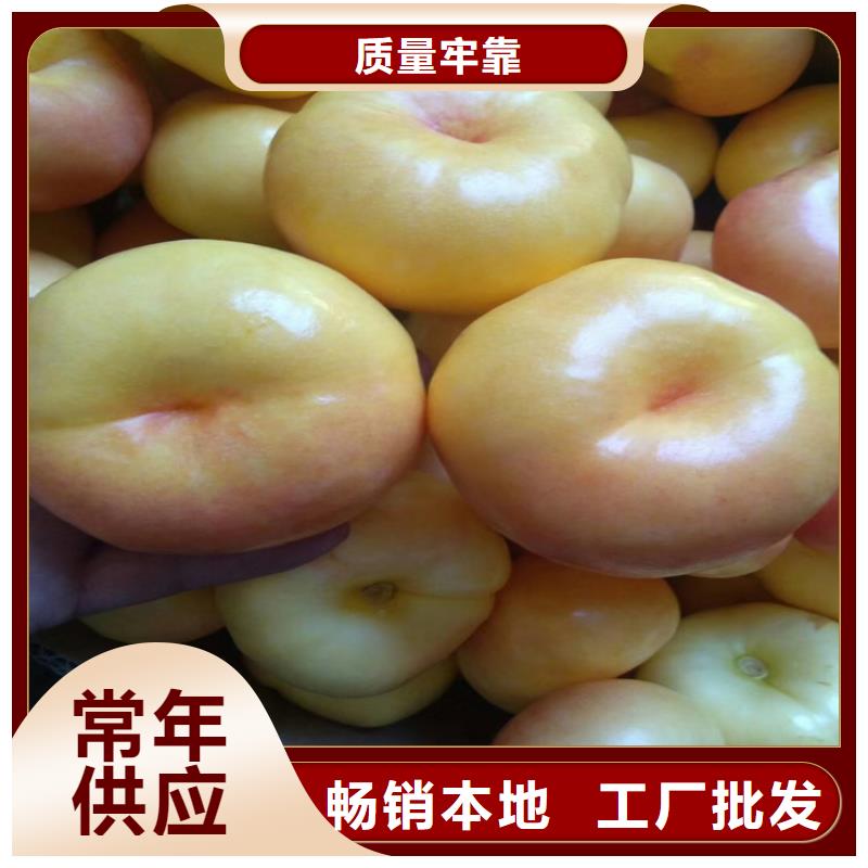 黄桃树苗露天种植厂家实力大