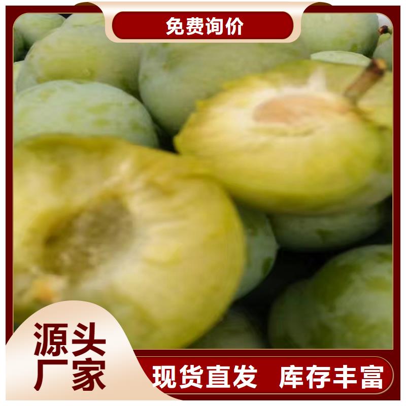 李子苗怎么卖批发零售好产品放心购