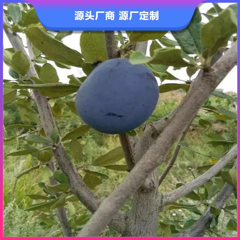 玫瑰李子树新奇品种本地经销商
