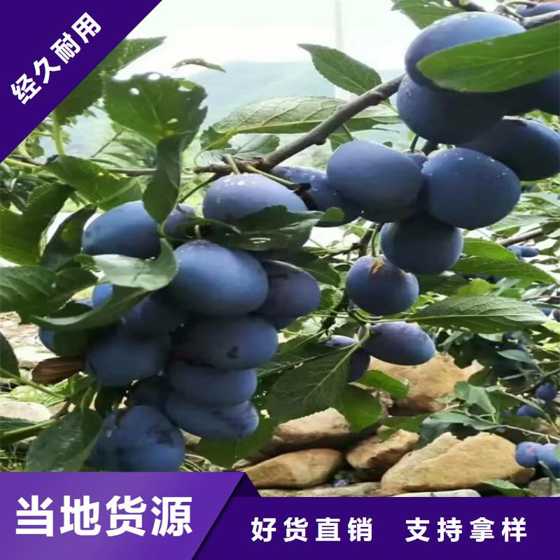 国丰李子苗量多优惠同城货源