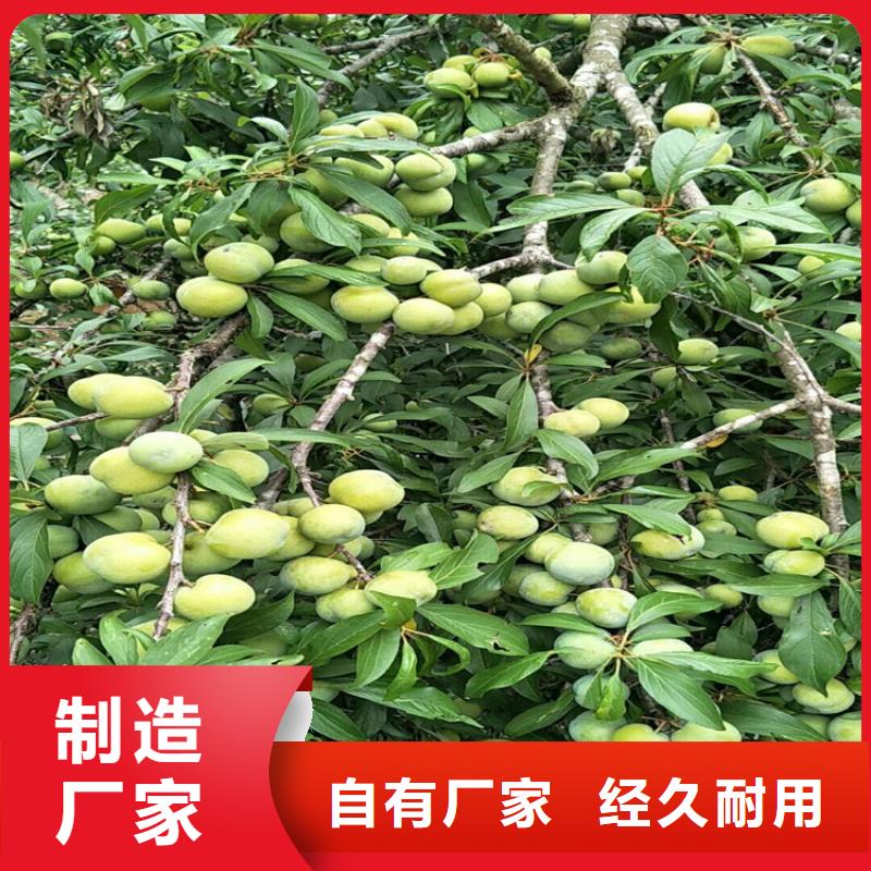 当年结果李子树育苗基地/轩园园艺场本地配送