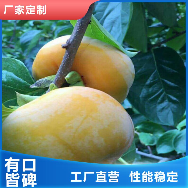 黑柿子树苗质优价廉/轩园园艺场本地货源
