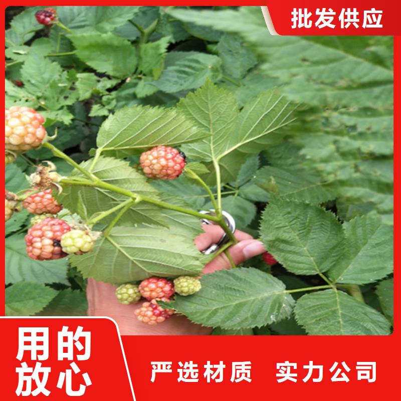 黑树莓苗全国发货/轩园园艺场库存量大