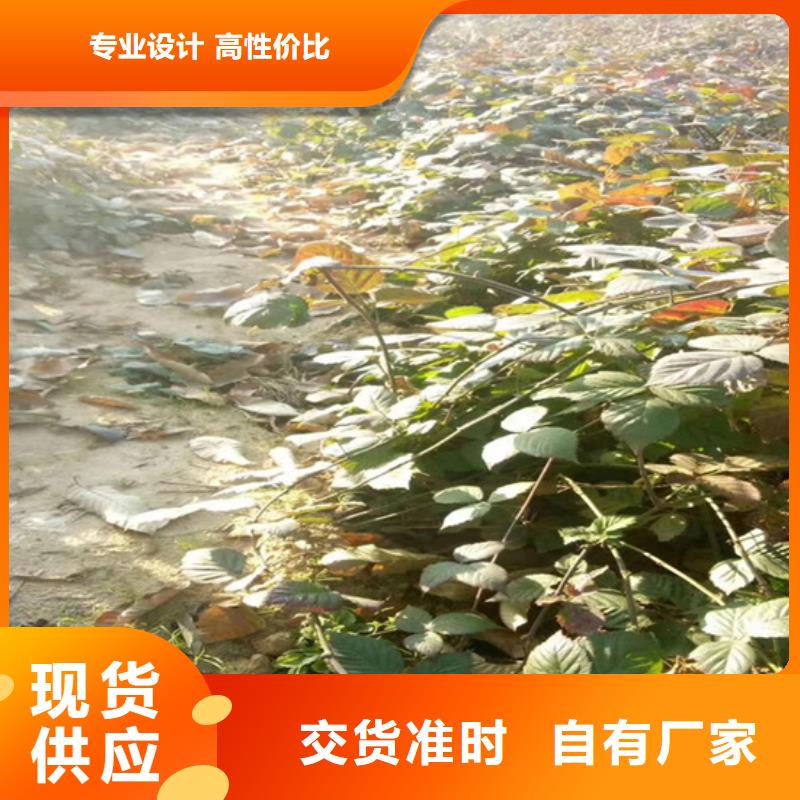 双季红树莓苗量多优惠保障产品质量