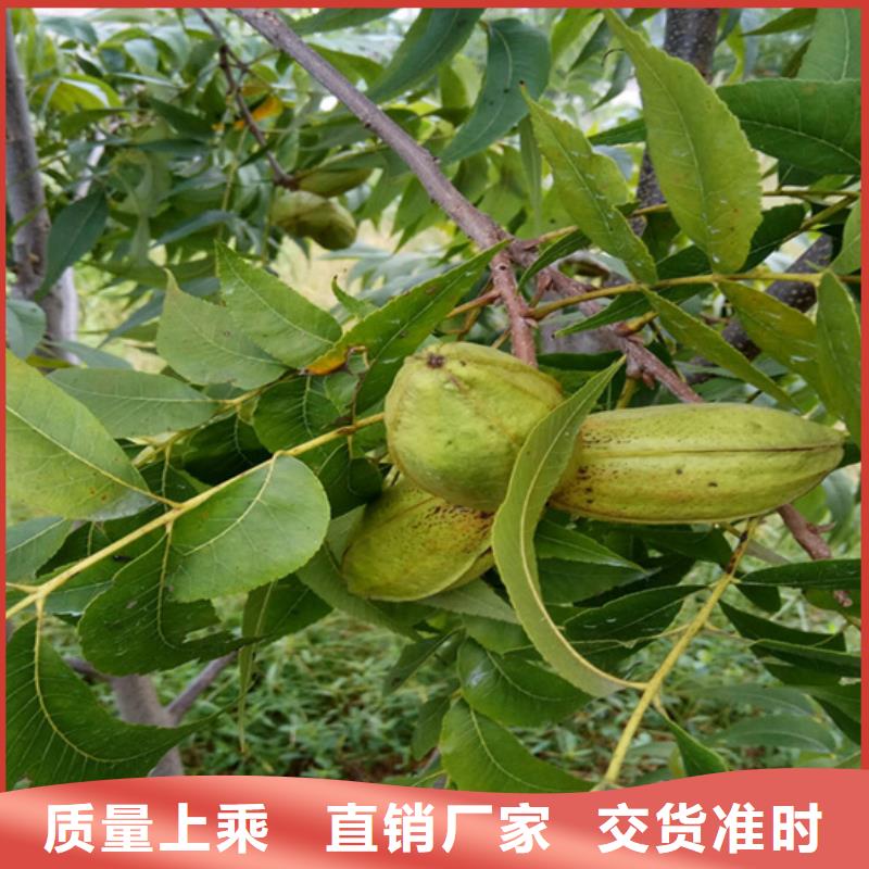 碧根果树苗批发零售随心所欲定制