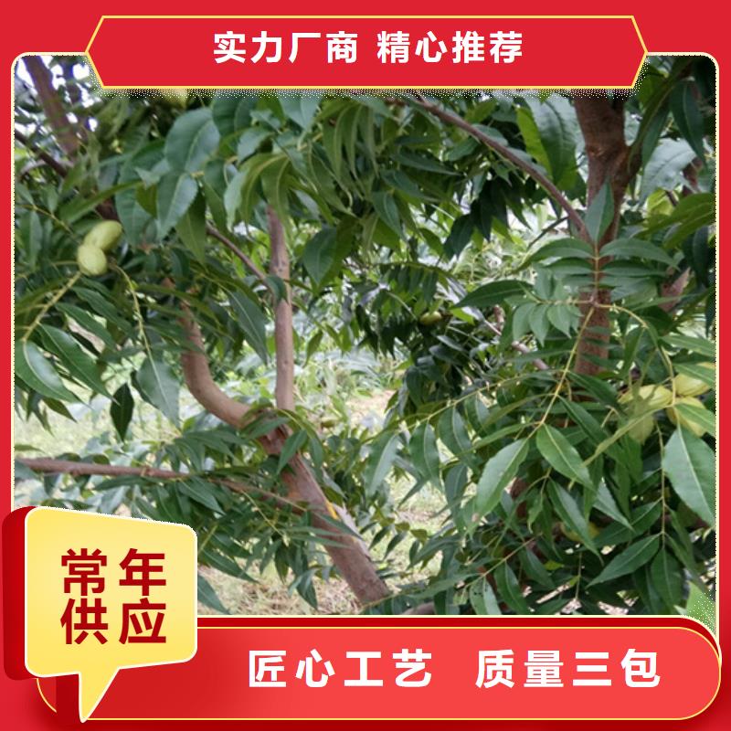 碧根果苗适合种植地区多年厂家可靠