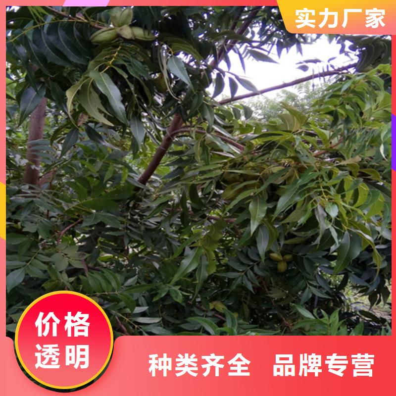 碧根果树苗新奇品种今日新品