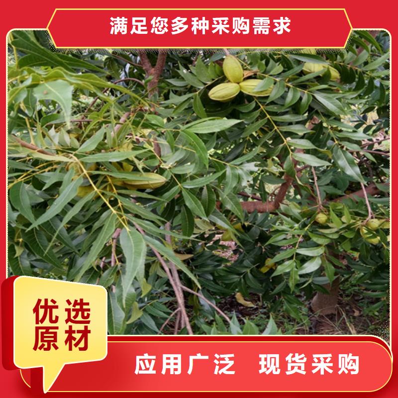 碧根果树苗欢迎咨询本地公司