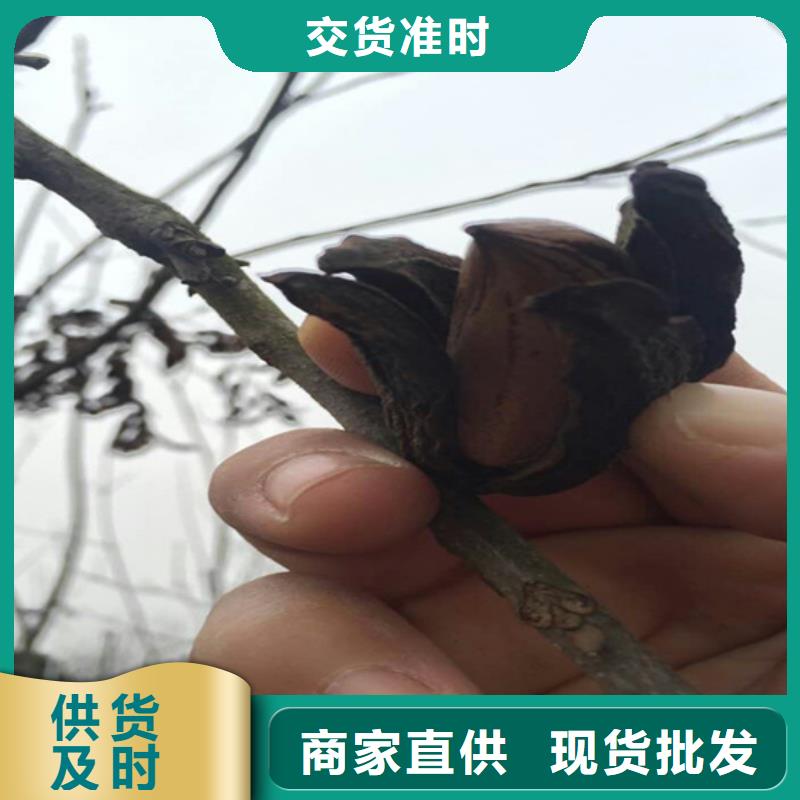 碧根果树苗质优价廉诚信为本