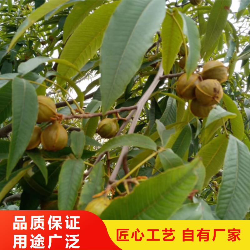 碧根果树苗规格同城品牌