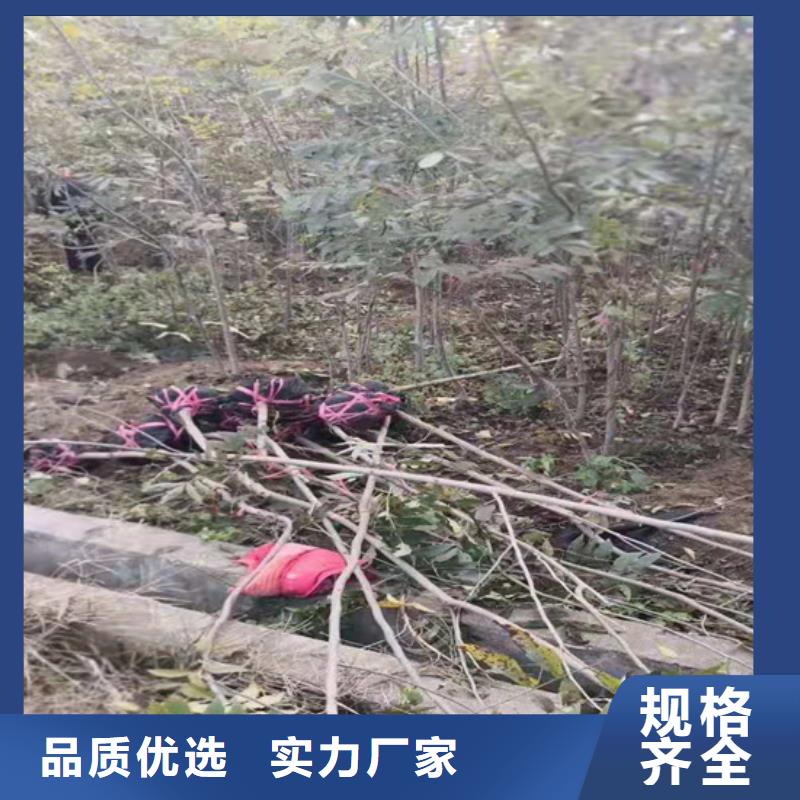碧根果树苗适合种植地区当地货源