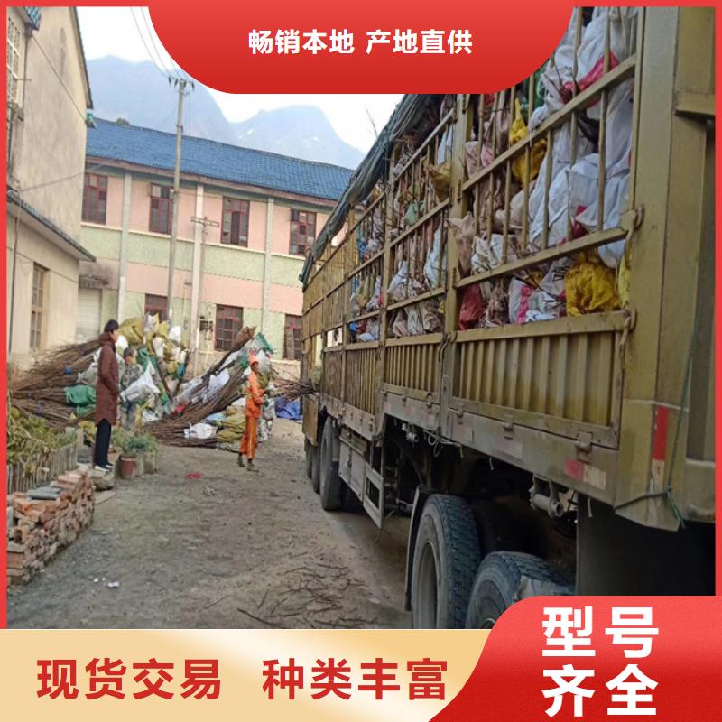碧根果苗现挖苗现发货保障产品质量