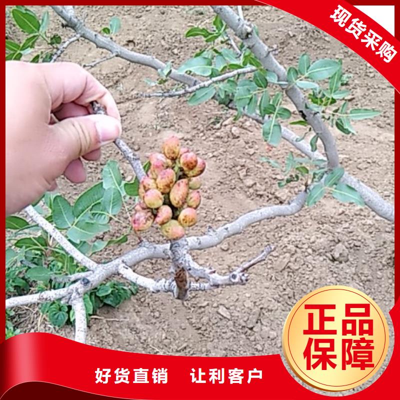 开心果苗育苗基地同城厂家