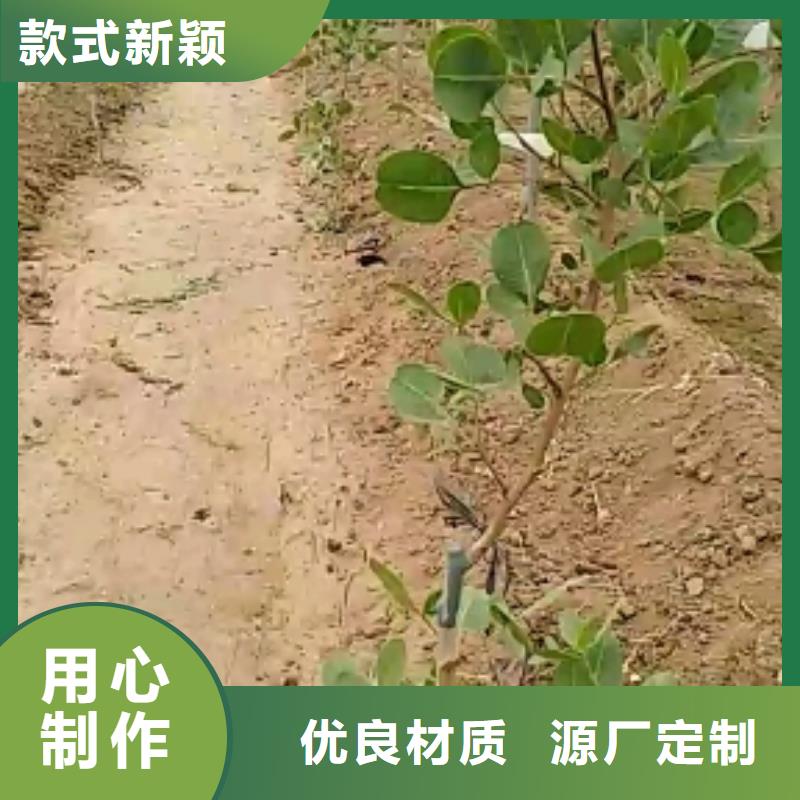 阿月浑子树苗一亩地多少棵本地生产商