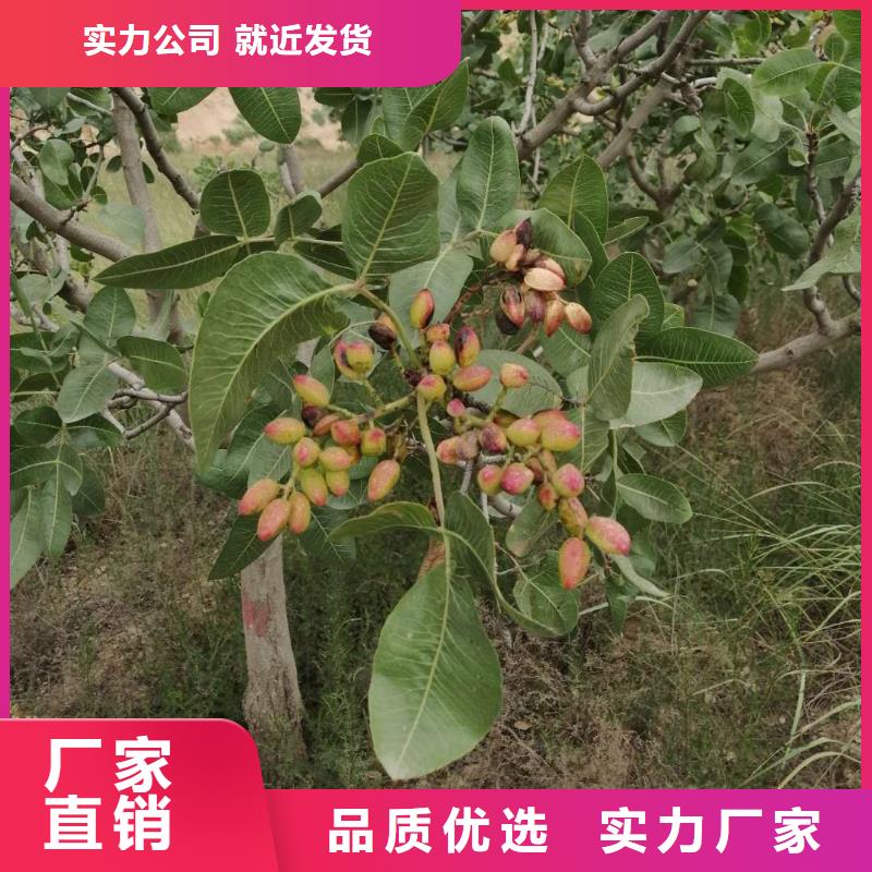 阿月浑子经济效益本地制造商