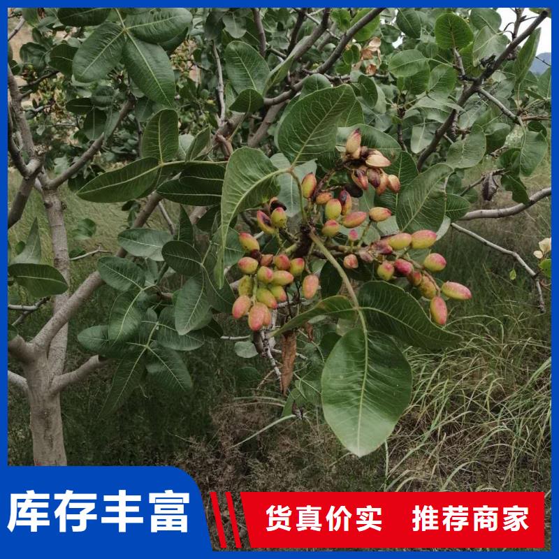 开心果经济效益选择我们没错