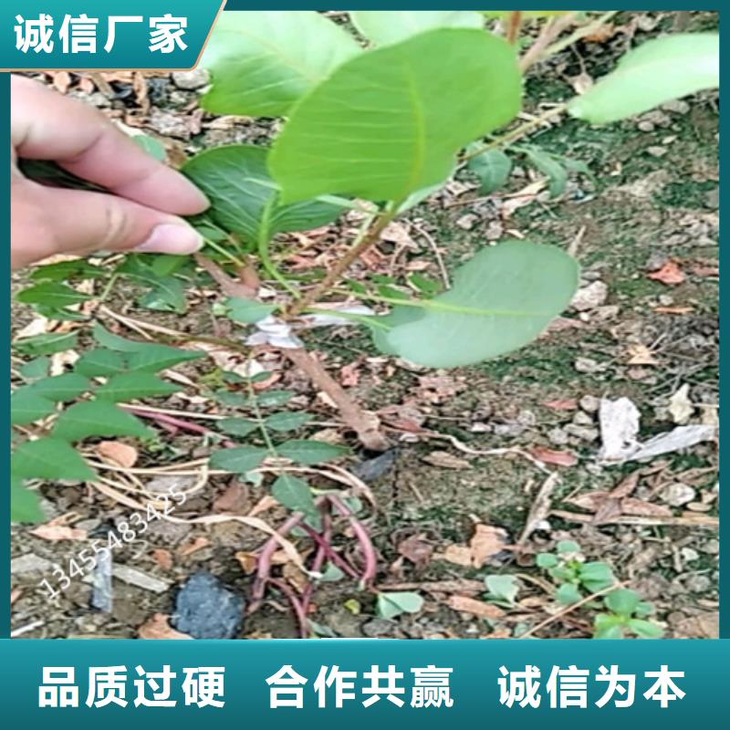 阿月浑子树苗适合种植地区支持加工定制
