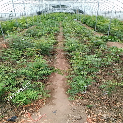 开心果苗适合种植地区欢迎来电咨询