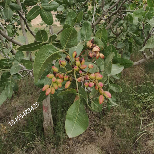 开心果苗批发当地经销商