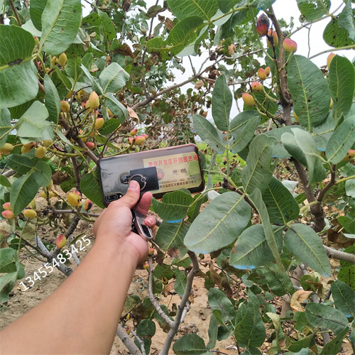 开心果苗产量多少同城厂家