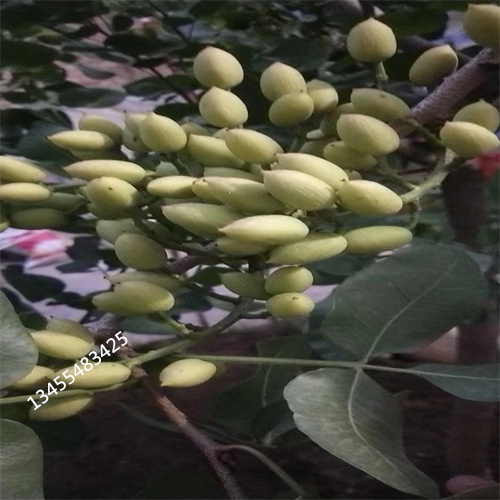 开心果苗经济效益当地服务商