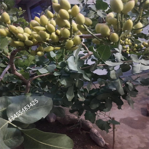 开心果一亩地栽多少棵质量三包