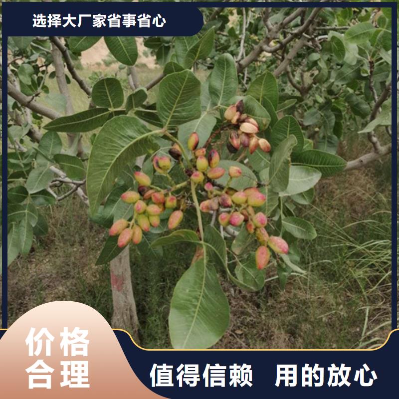 阿月浑子树苗规格同城货源