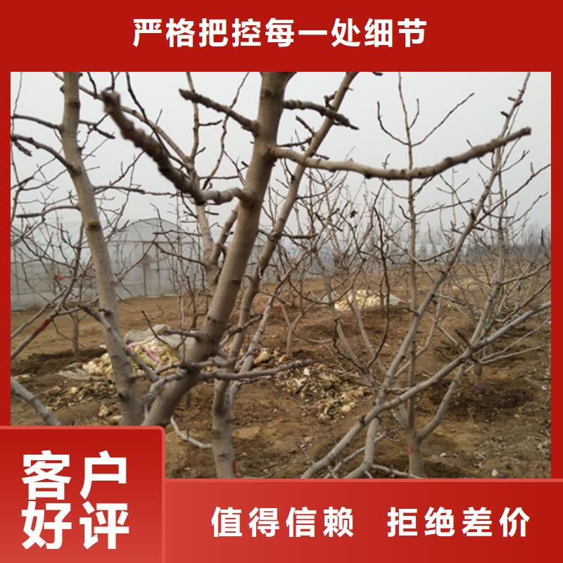 开心果苗什么时间移栽快捷物流