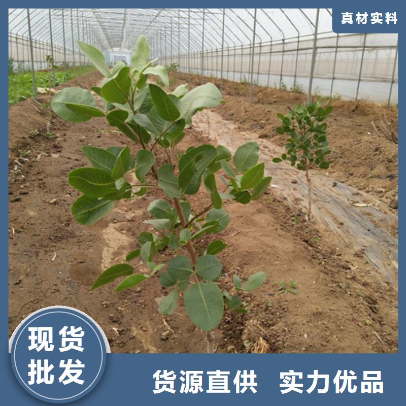 阿月浑子树苗什么时间移栽当地品牌