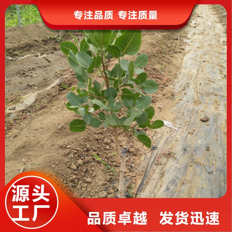 开心果苗量大从优市场行情