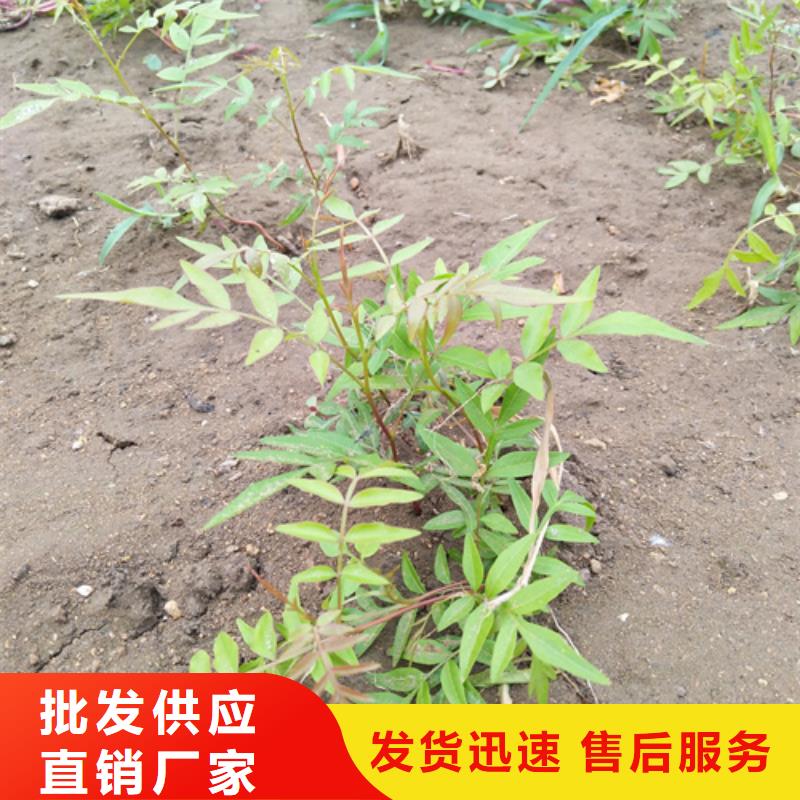 开心果种植技术当地经销商