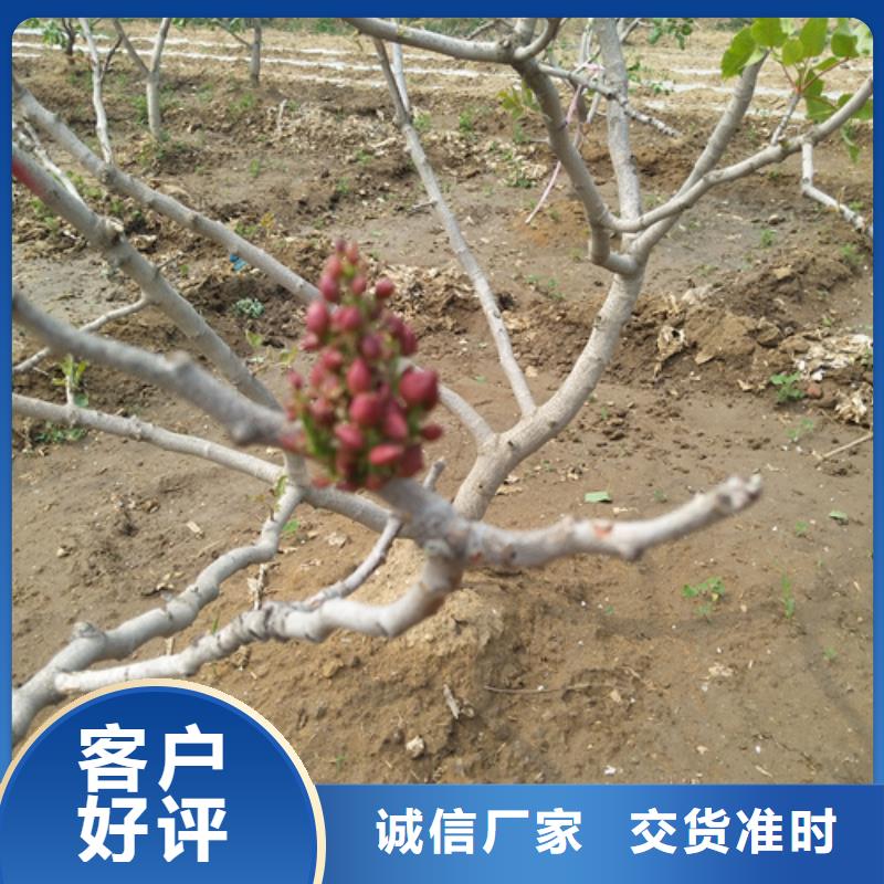 开心果苗量大从优本地供应商