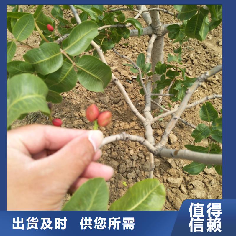 开心果苗一亩地栽多少棵专注细节专注品质