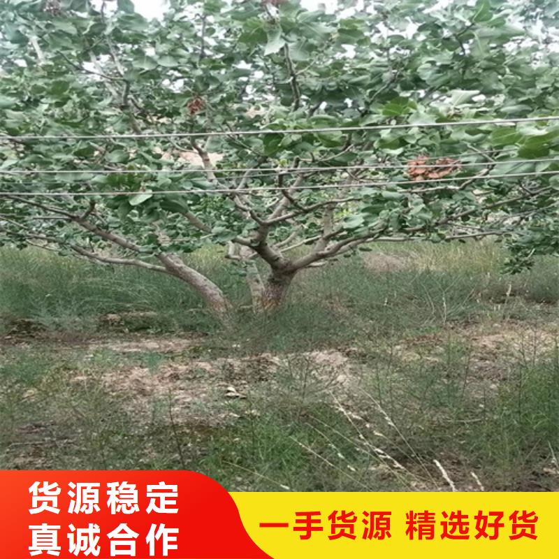 开心果苗育苗基地本地生产厂家