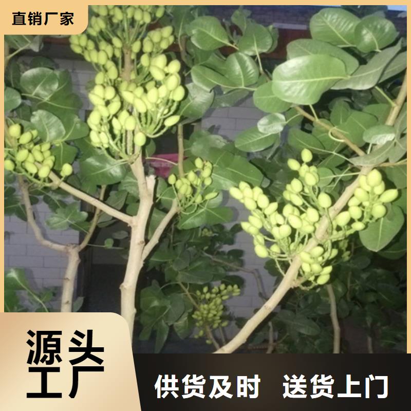 开心果树现挖苗现发货当地生产商