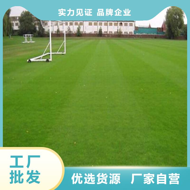 生产编织人造草坪_厂家/供应当地品牌