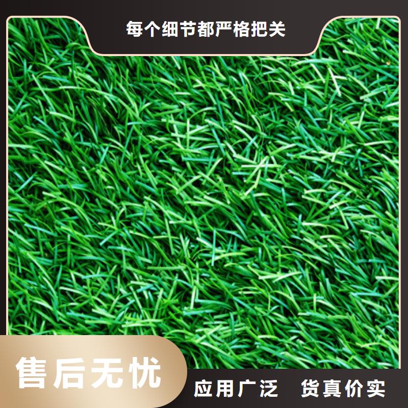 幼儿园仿真草坪欢迎咨询用途广泛