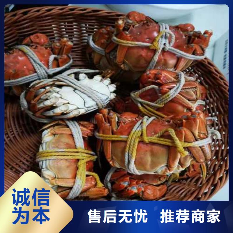 正宗阳澄湖大闸蟹去哪里买当地厂家