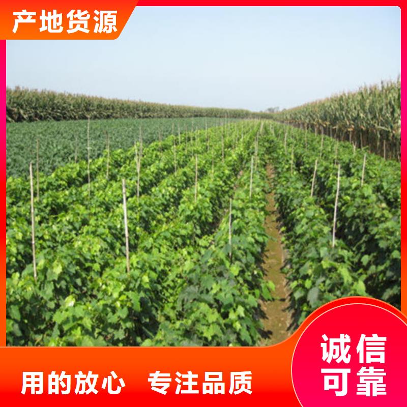 甜蜜蓝宝石葡萄苗实体厂家成本低当地供应商