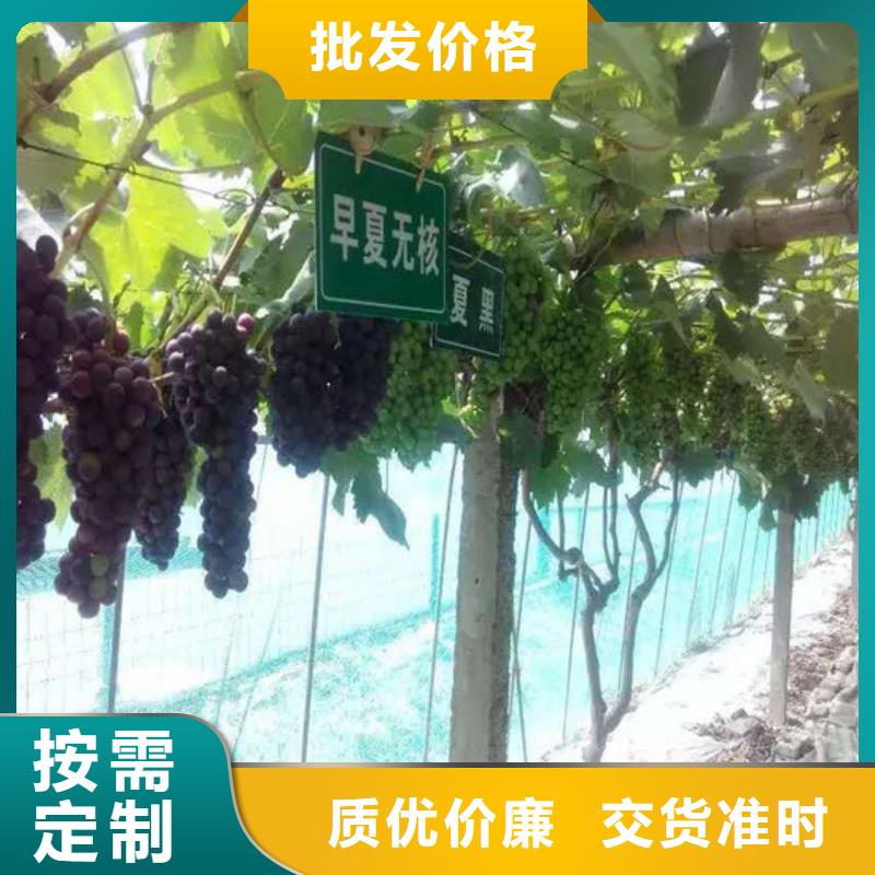 现货供应红宝石葡萄苗_诚信厂家用品质赢得客户信赖