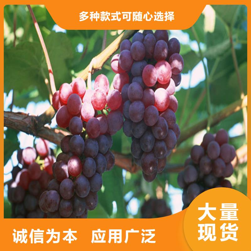 青秀酿酒品种葡萄苗价格可放心采购