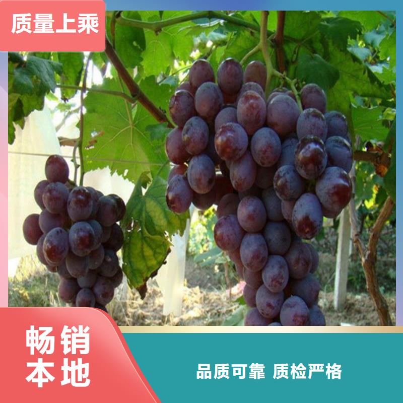 嫁接葡萄苗厂家-交货周期短专注细节使用放心