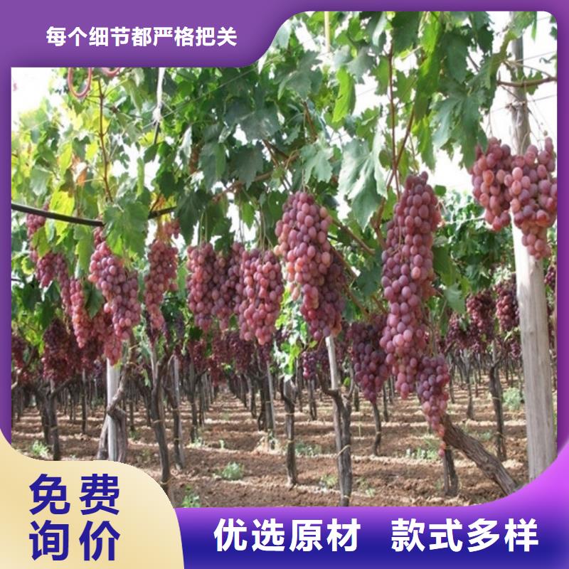 供应中熟葡萄苗按需设计